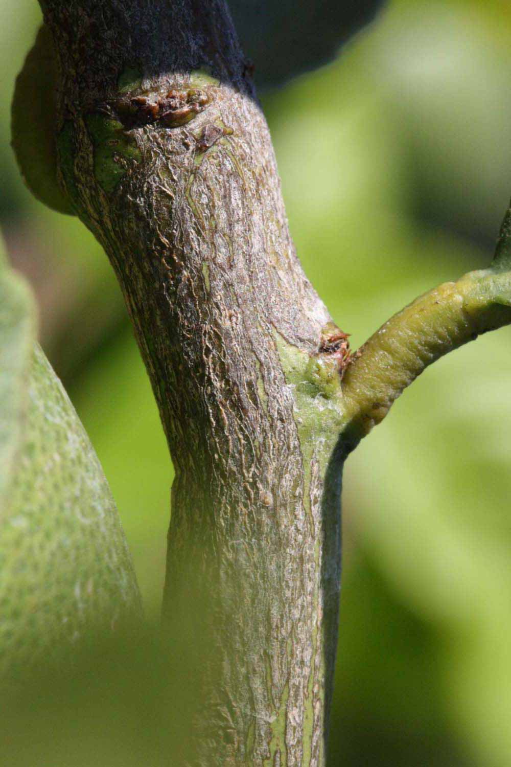              Second - third year twig (Riverside, CA)       